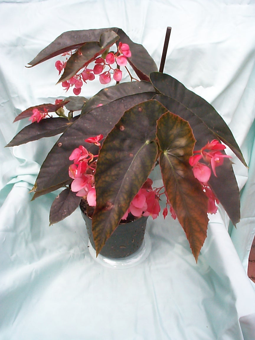 B. ‘Audrey Brenda’